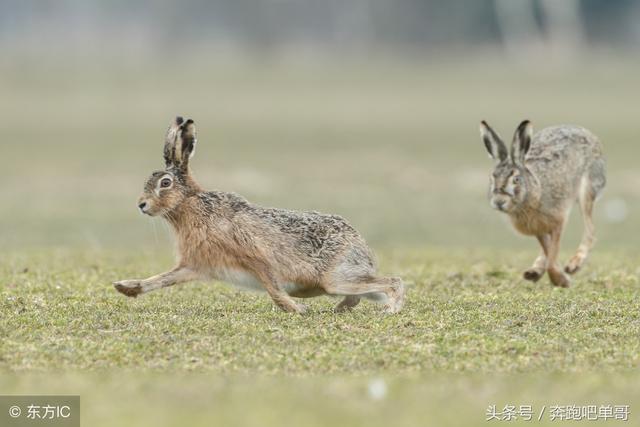 兔子能活多少年的寿命，兔子可以活几年（为什么上“百年的兔子莫去追”）