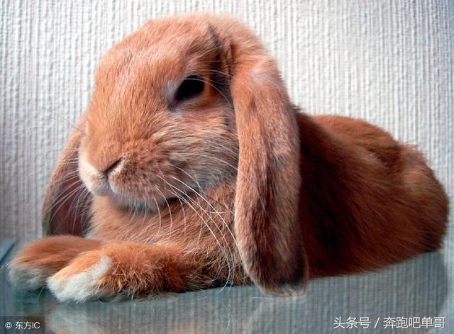 兔子能活多少年的寿命，兔子可以活几年（为什么上“百年的兔子莫去追”）
