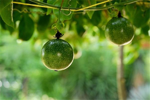 百香果一年四季都有吗，百香果什么季节吃最好（四季有果实你还需要这么做）