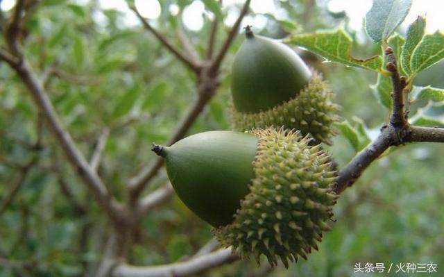 橡树果实如何做更好吃,橡子树果实怎么吃(现在8元一斤买不到)