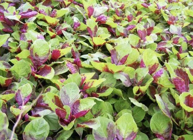 清炒红叶菜的做法,炒绿叶菜食谱(这种野菜会流血) 清炒红叶菜的做法,炒绿叶菜食谱(这种野菜会流血)