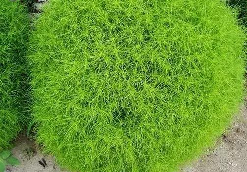 清炒红叶菜的做法,炒绿叶菜食谱(这种野菜会流血) 清炒红叶菜的做法,炒绿叶菜食谱(这种野菜会流血)