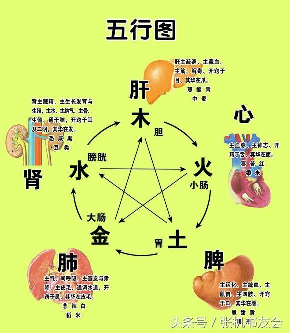 中医养生五行属什么(五行学说与养生)