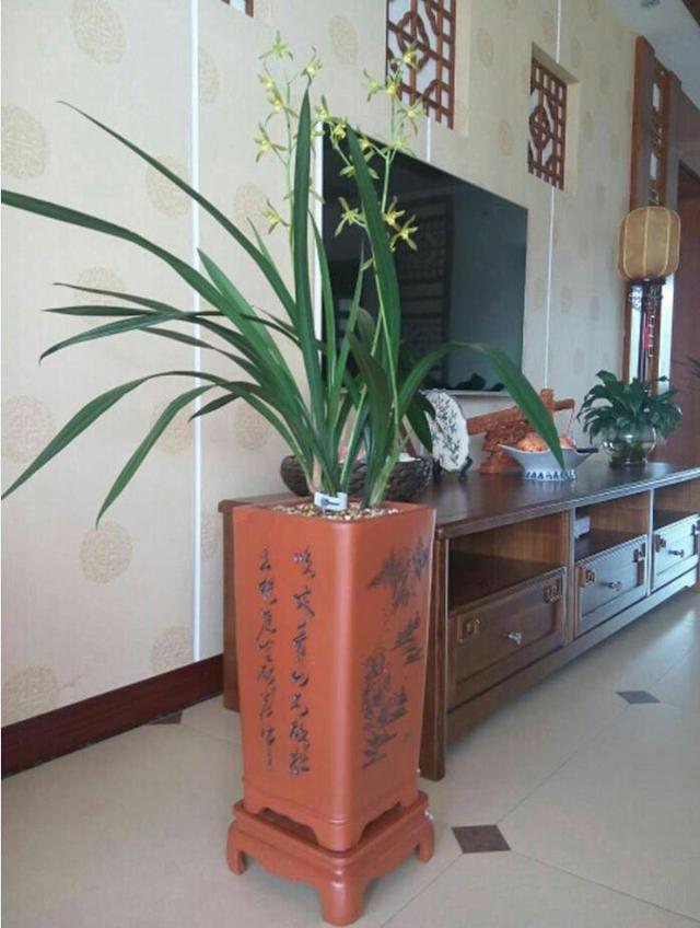 现在中国国花是什么花适合春秋穿的衣服，中国的国花是什么（5种“高贵花”）