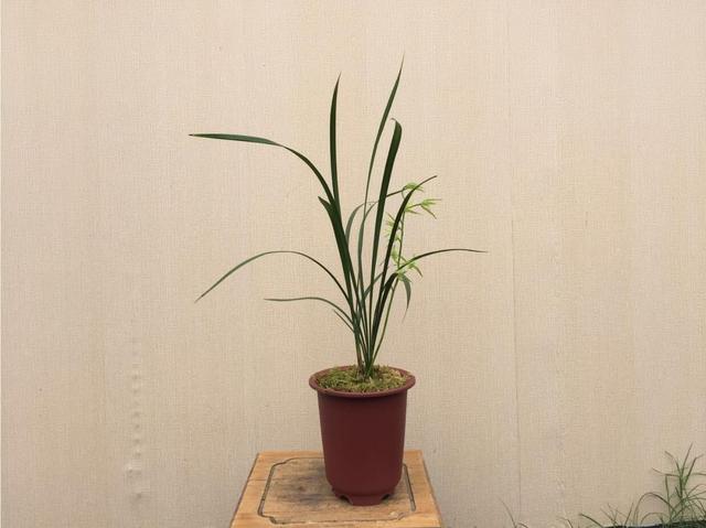 现在中国国花是什么花适合春秋穿的衣服，中国的国花是什么（5种“高贵花”）