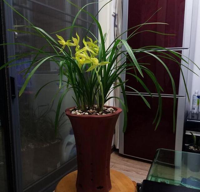 现在中国国花是什么花适合春秋穿的衣服，中国的国花是什么（5种“高贵花”）