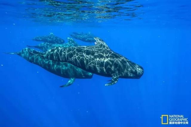 大海鲸鱼图片，关于鲸鱼的资料（惊爆眼球的鲸宝宝摄影图集）