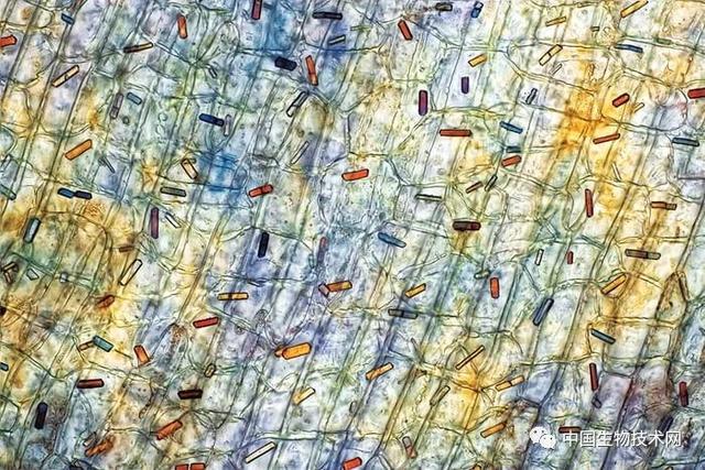 香茅醇的介绍，香茅醇对人体的作用与危害（科学有多美？快快来围观……）