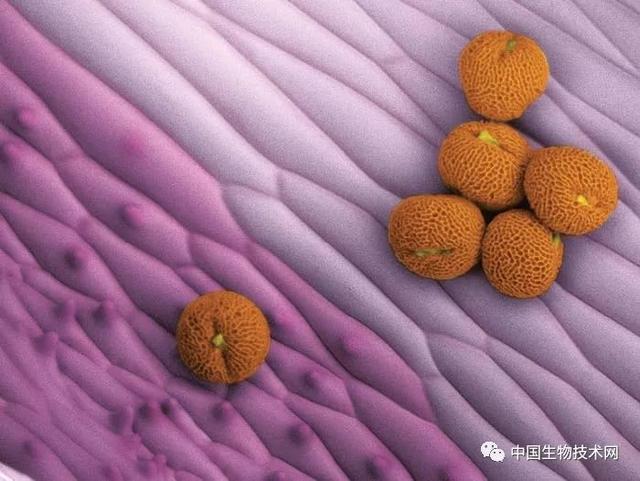 香茅醇的介绍，香茅醇对人体的作用与危害（科学有多美？快快来围观……）