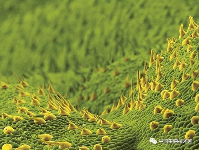 香茅醇的介绍，香茅醇对人体的作用与危害（科学有多美？快快来围观……）