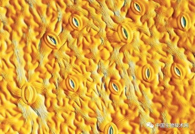 香茅醇的介绍，香茅醇对人体的作用与危害（科学有多美？快快来围观……）