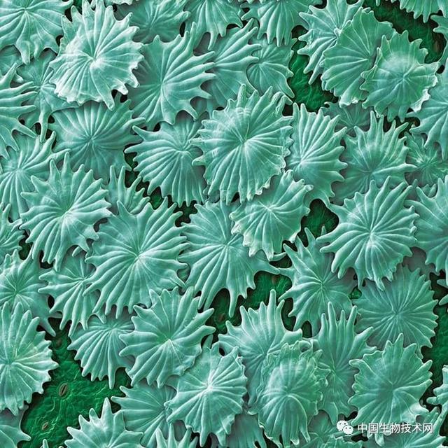 香茅醇的介绍，香茅醇对人体的作用与危害（科学有多美？快快来围观……）