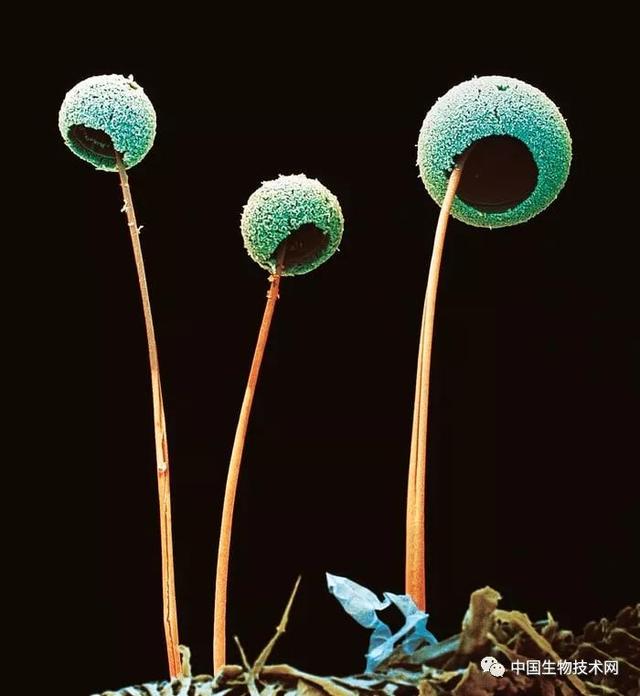 香茅醇的介绍，香茅醇对人体的作用与危害（科学有多美？快快来围观……）