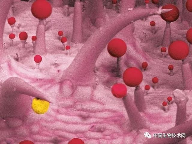 香茅醇的介绍，香茅醇对人体的作用与危害（科学有多美？快快来围观……）