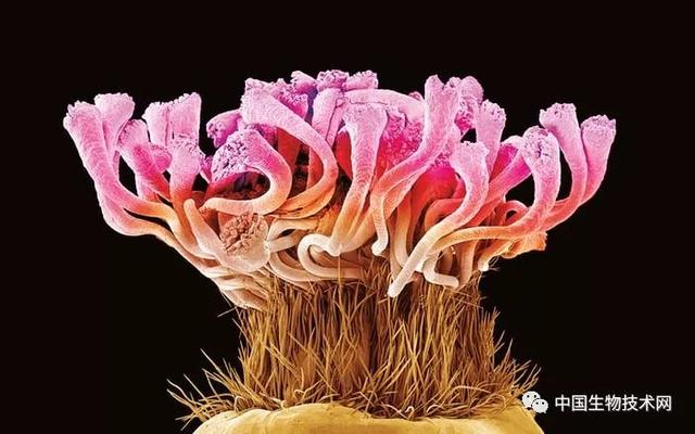 香茅醇的介绍，香茅醇对人体的作用与危害（科学有多美？快快来围观……）