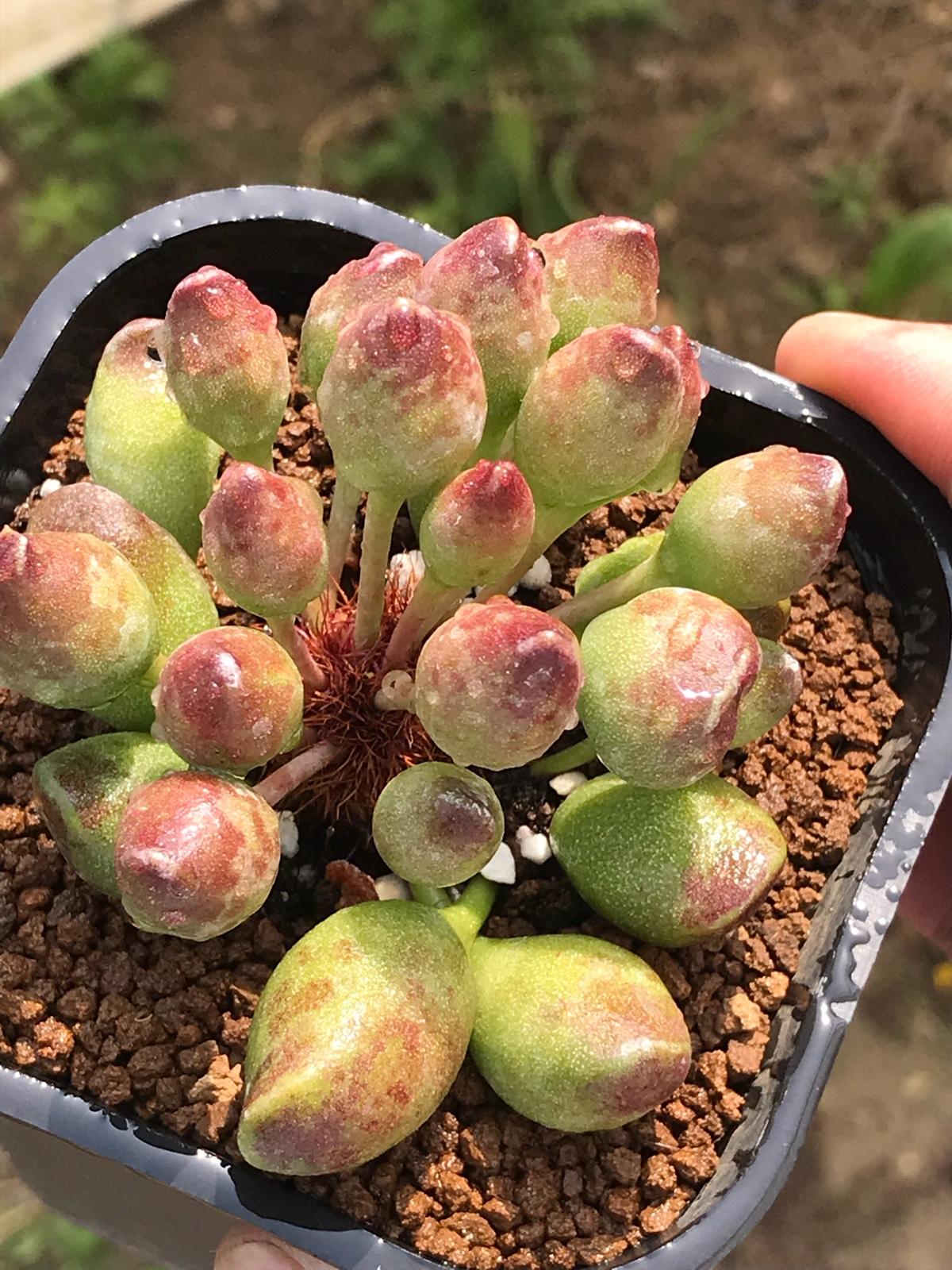 鼓槌水泡,水泡这样特别的样特遇多肉你认识吗,反正我是多肉第次第一次