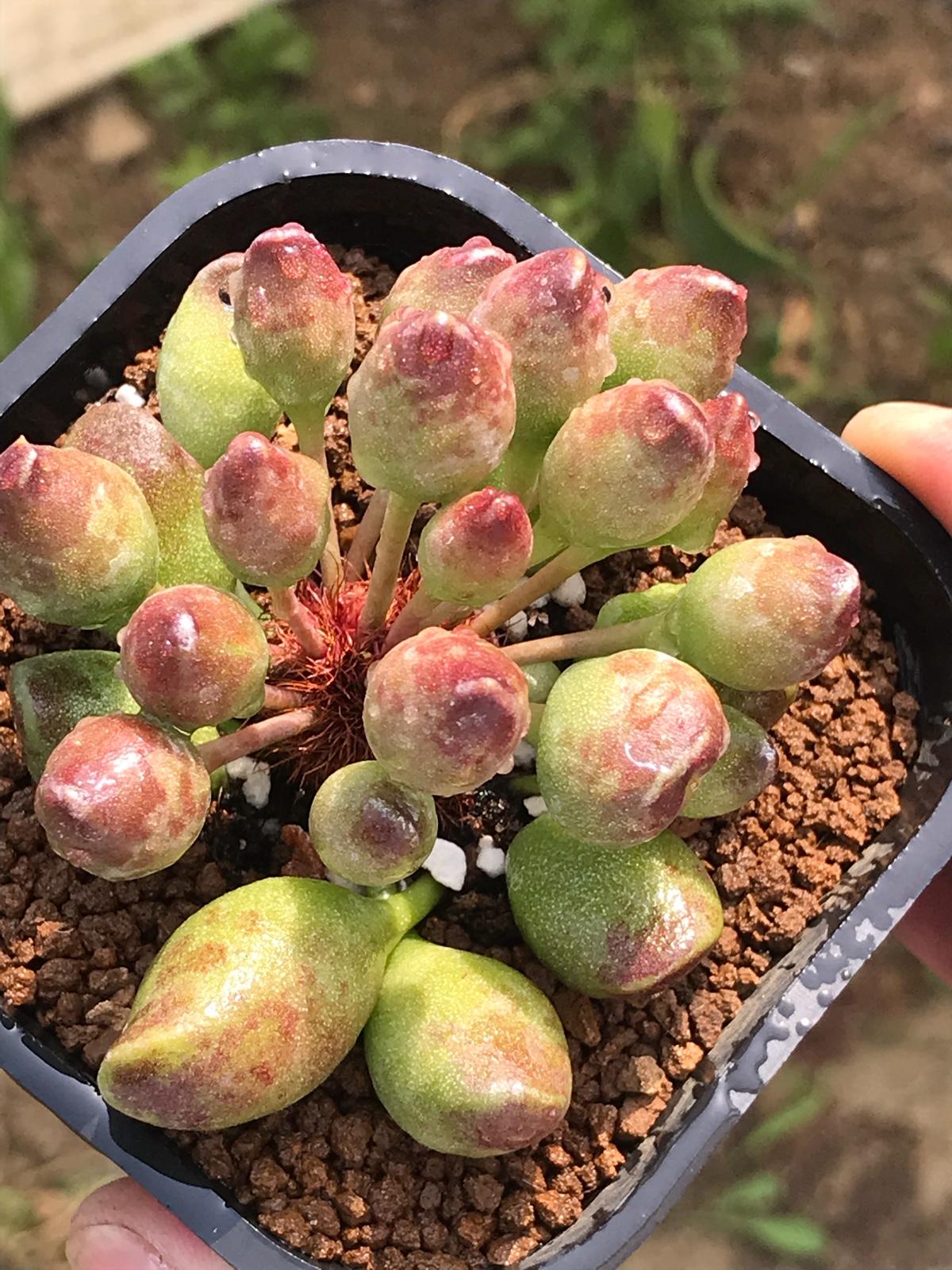 鼓槌水泡,鼓槌这样特别的水泡多肉你认识吗,反正我是样特遇第一次遇到