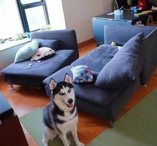 同城哈士奇幼犬200元出售，200块买了一只二哈