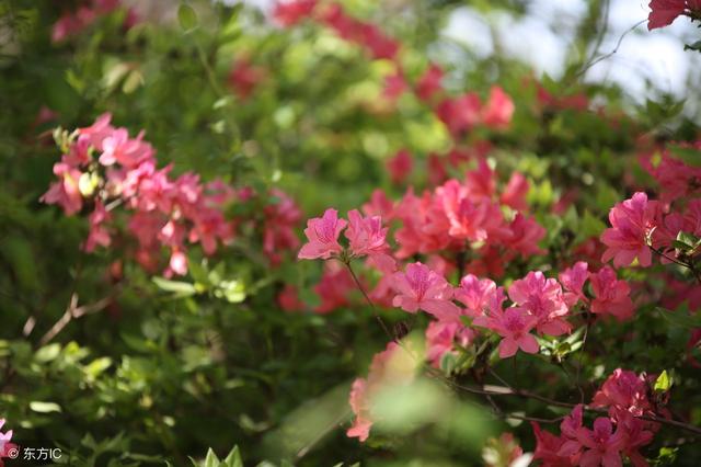 数学归纳法步骤，数列极限数学归纳法步骤（猜证结合思想之“数学归纳法”在高中数学解题中的应用）