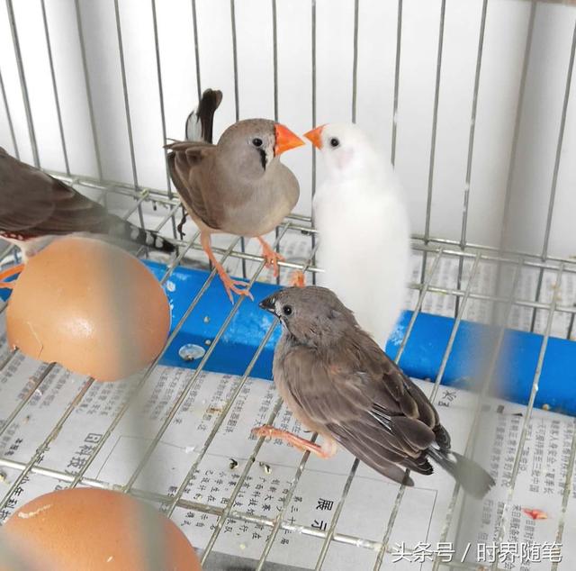 珍珠鸟繁殖技巧与秘诀，珍珠鸟怎么繁殖快（新手养鸟，关于珍珠鸟的一些事）