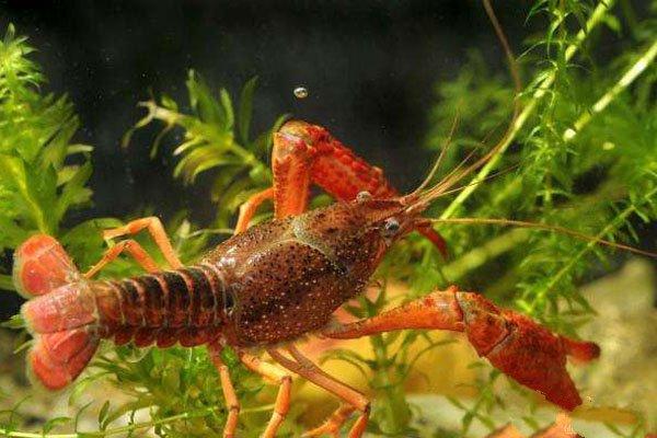 黑及草的功效与作用,黑加白草的功效与作用(小龙虾养殖常见水草优缺点