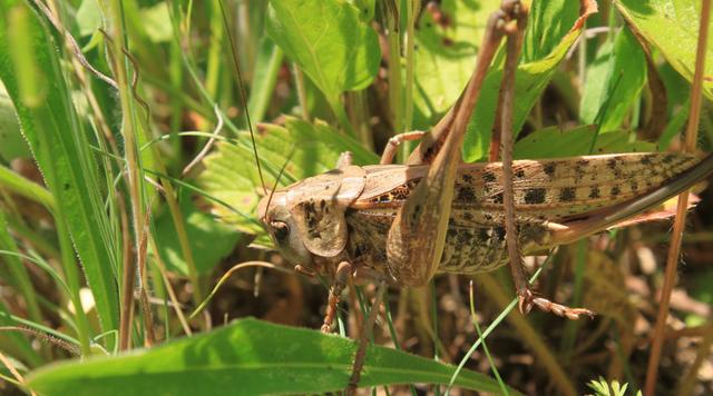 蝲蝲蛄吃什么，蝲蝲蛄吃什么能活（可食用高蛋白昆虫食谱以及抓捕方法）