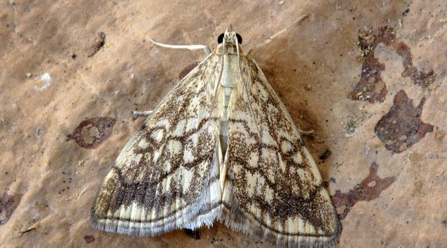 蝲蝲蛄吃什么，蝲蝲蛄吃什么能活（可食用高蛋白昆虫食谱以及抓捕方法）