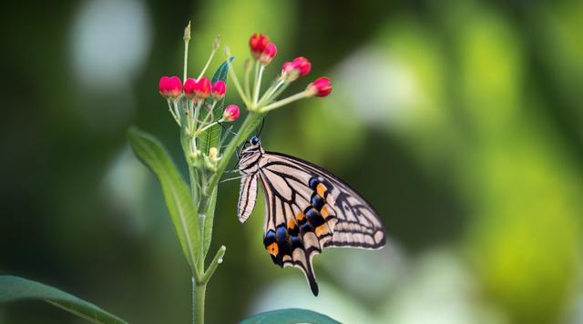 蝲蝲蛄吃什么，蝲蝲蛄吃什么能活（可食用高蛋白昆虫食谱以及抓捕方法）