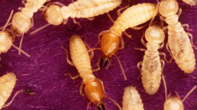 蝲蝲蛄吃什么，蝲蝲蛄吃什么能活（可食用高蛋白昆虫食谱以及抓捕方法）