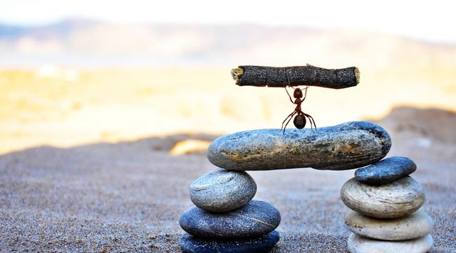 蝲蝲蛄吃什么，蝲蝲蛄吃什么能活（可食用高蛋白昆虫食谱以及抓捕方法）