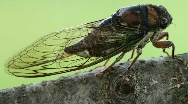 蝲蝲蛄吃什么，蝲蝲蛄吃什么能活（可食用高蛋白昆虫食谱以及抓捕方法）