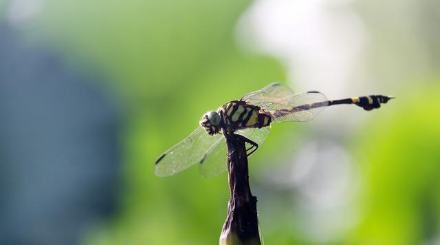 蝲蝲蛄吃什么，蝲蝲蛄吃什么能活（可食用高蛋白昆虫食谱以及抓捕方法）