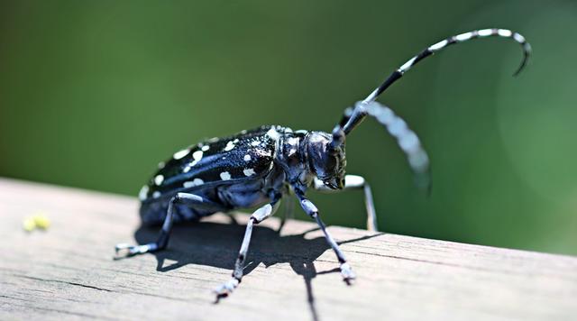 蝲蝲蛄吃什么，蝲蝲蛄吃什么能活（可食用高蛋白昆虫食谱以及抓捕方法）