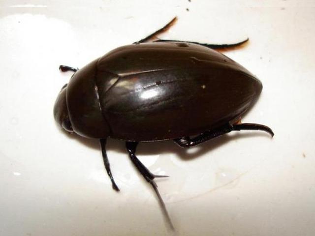 蝲蝲蛄吃什么，蝲蝲蛄吃什么能活（可食用高蛋白昆虫食谱以及抓捕方法）