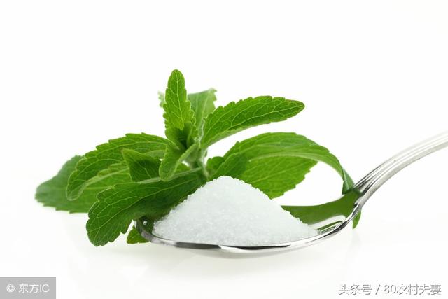 甜叶菊的功效与作用，甜叶菊的功效与禁忌有哪些（在农村这种野草俗称比糖还甜）