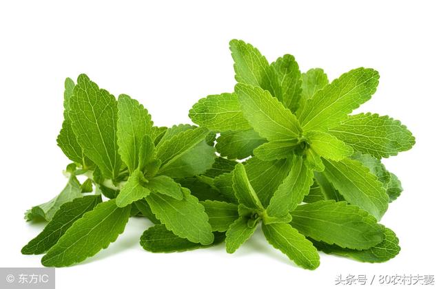 甜叶菊的功效与作用，甜叶菊的功效与禁忌有哪些（在农村这种野草俗称比糖还甜）