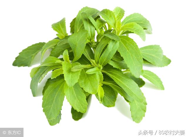 甜叶菊的功效与作用，甜叶菊的功效与禁忌有哪些（在农村这种野草俗称比糖还甜）