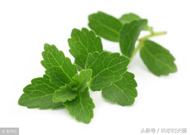 甜叶菊的功效与作用，甜叶菊的功效与禁忌有哪些（在农村这种野草俗称比糖还甜）