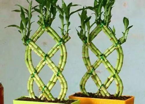 富贵竹如何浇水可以长得好，叶子油绿生根快