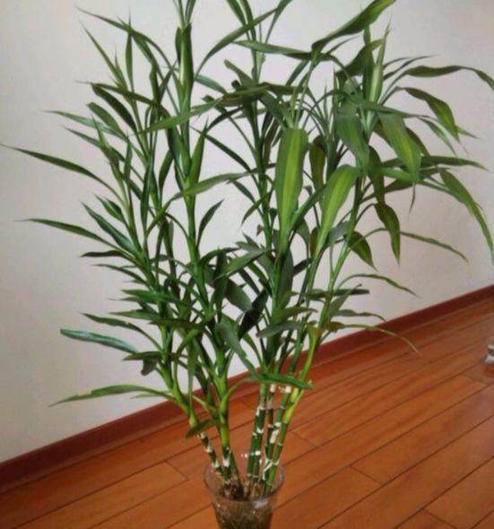 富贵竹如何浇水可以长得好，叶子油绿生根快