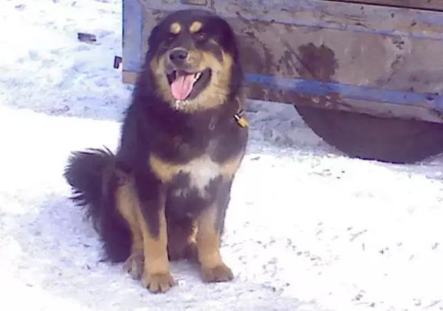 中华田园犬品种，中华田园犬大全和品种（中国的“39种土狗”）