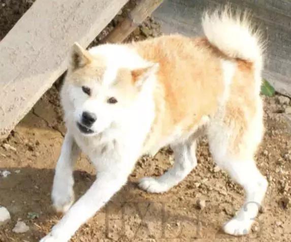 中华田园犬品种，中华田园犬大全和品种（中国的“39种土狗”）