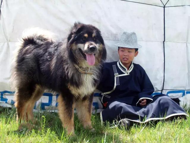 中华田园犬品种，中华田园犬大全和品种（中国的“39种土狗”）