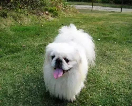 中华田园犬品种，中华田园犬大全和品种（中国的“39种土狗”）