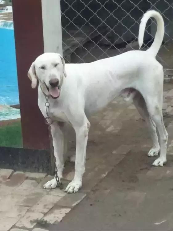 中华田园犬品种，中华田园犬大全和品种（中国的“39种土狗”）