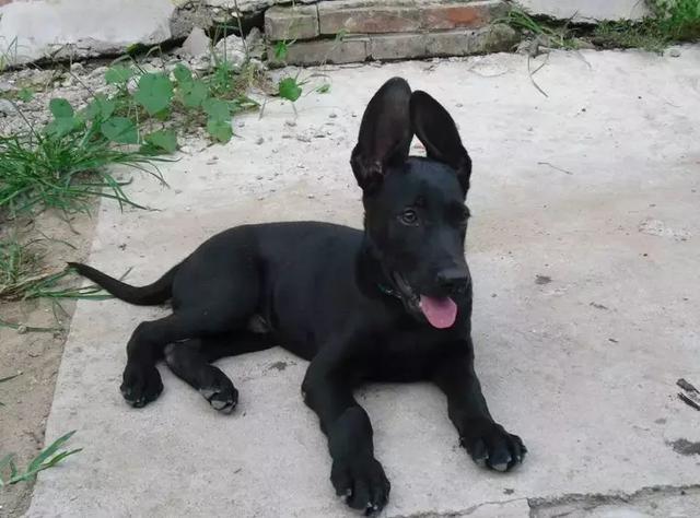 中华田园犬品种，中华田园犬大全和品种（中国的“39种土狗”）