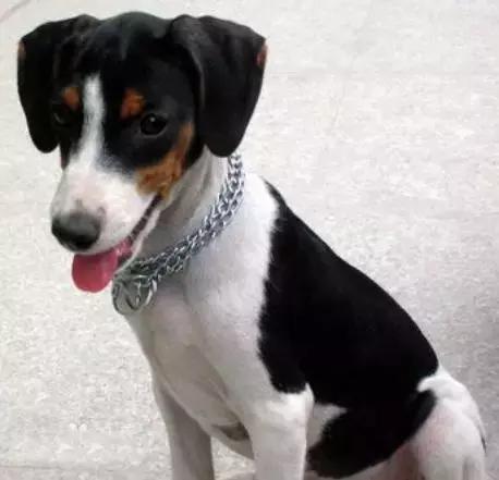 中华田园犬品种，中华田园犬大全和品种（中国的“39种土狗”）