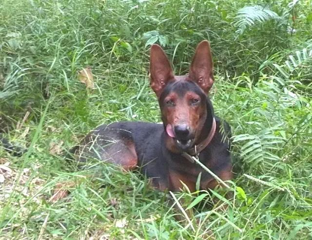 中华田园犬品种，中华田园犬大全和品种（中国的“39种土狗”）