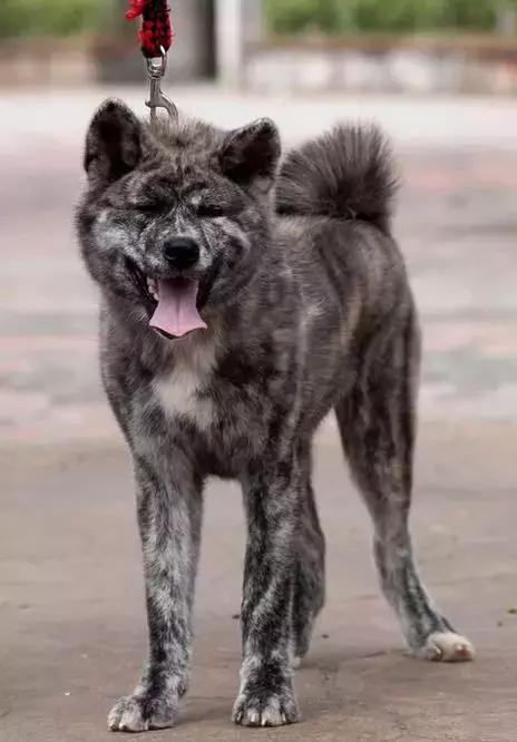 中华田园犬品种，中华田园犬大全和品种（中国的“39种土狗”）