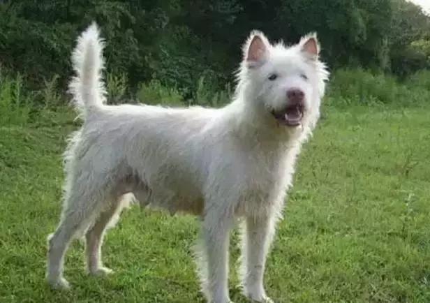 中华田园犬品种，中华田园犬大全和品种（中国的“39种土狗”）